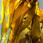 Golden Brown Algae Fucoxanthin