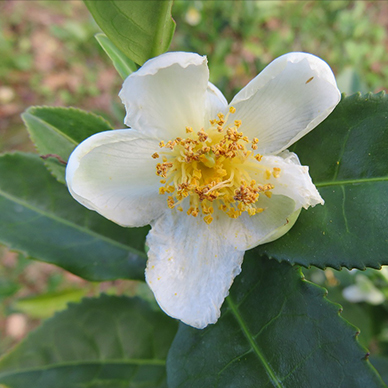 camelia-sinensis