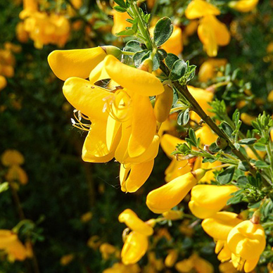genista
